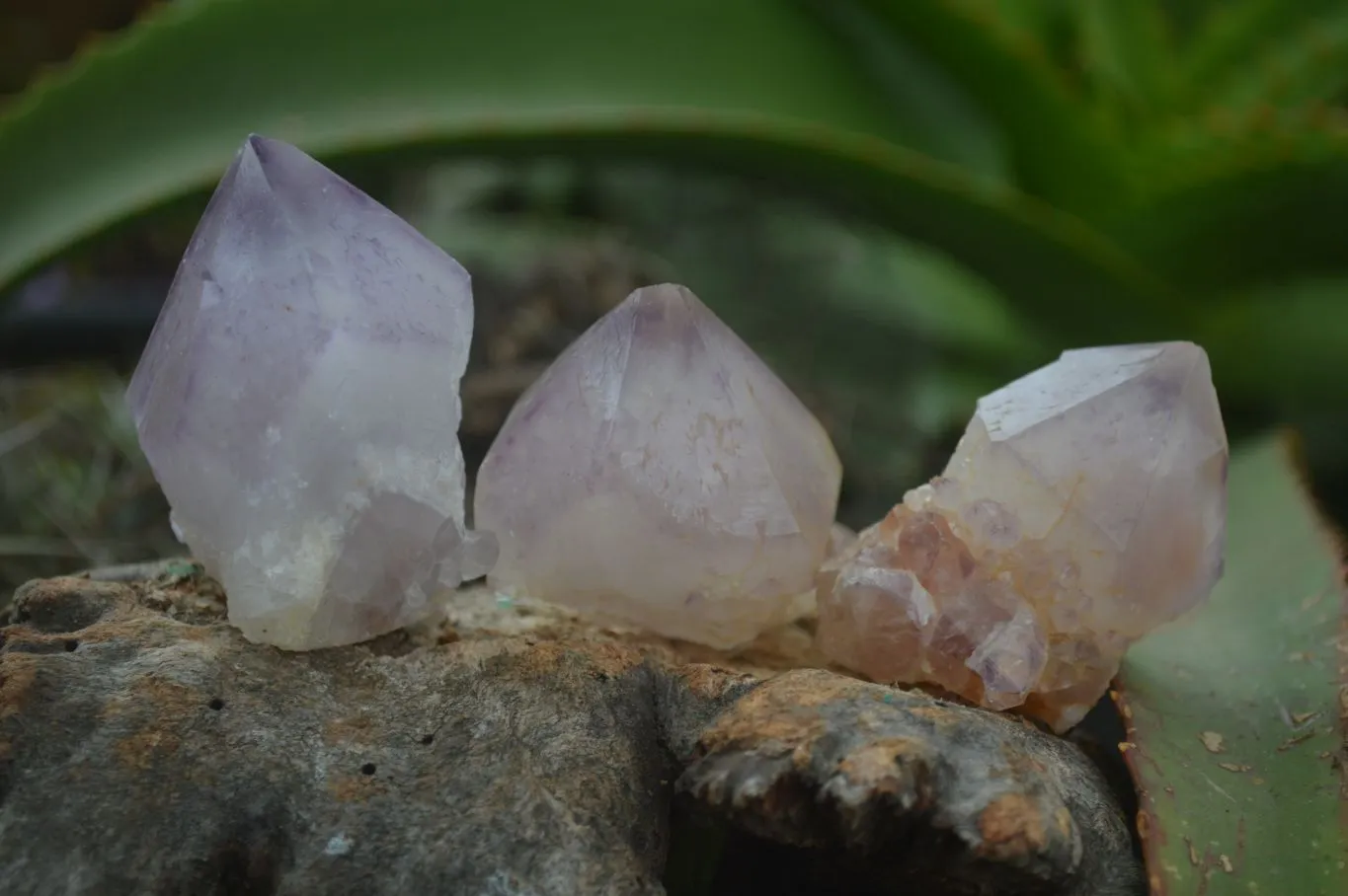 Natural Single Spirit Amethyst Quartz Crystals x 24 From Boekenhouthoek, South Africa