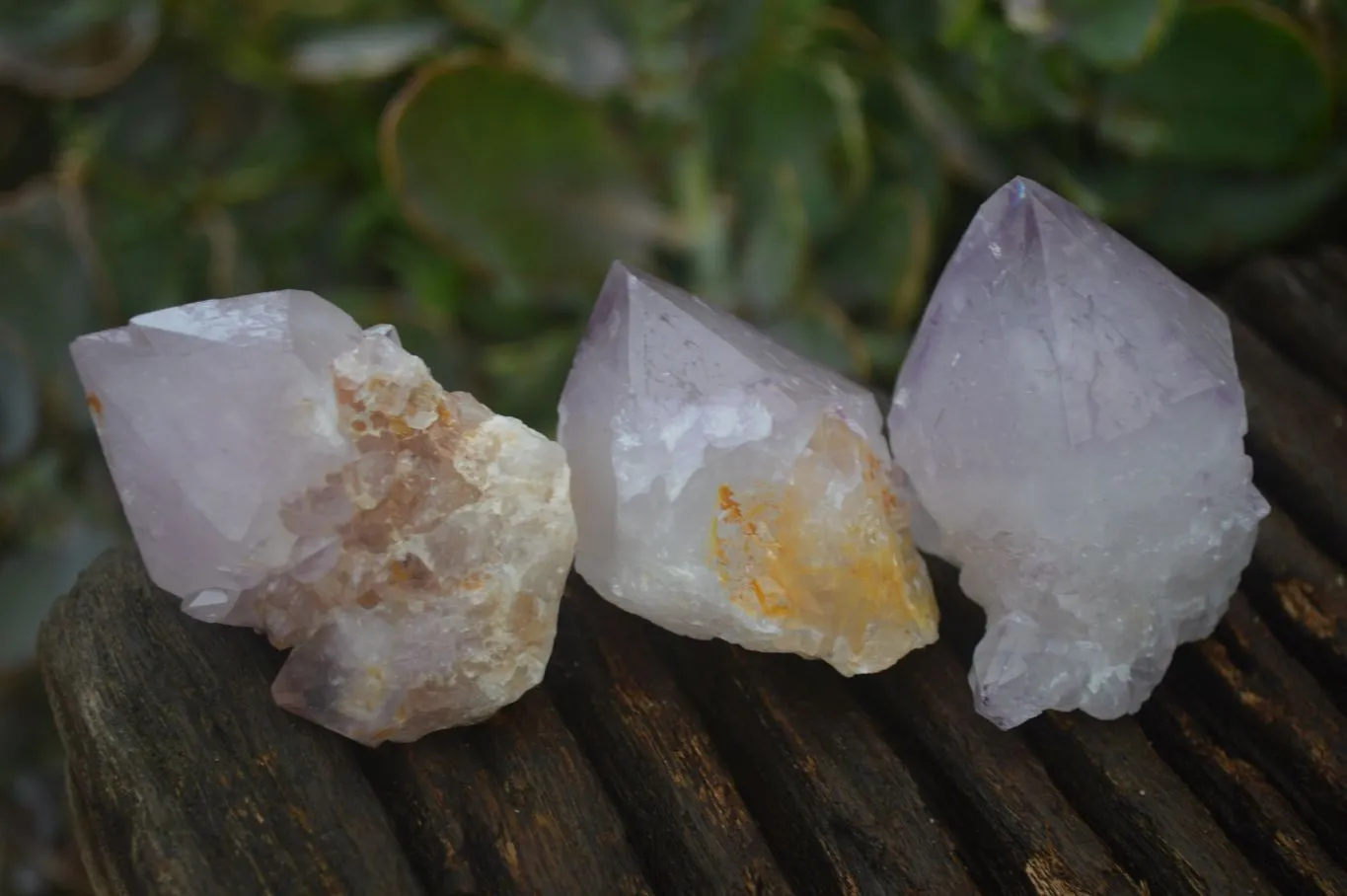 Natural Single Spirit Amethyst Quartz Crystals x 24 From Boekenhouthoek, South Africa